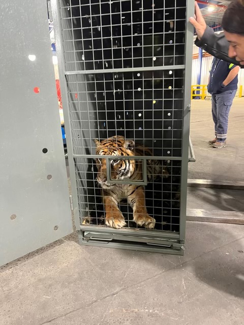 Lucy The Tiger