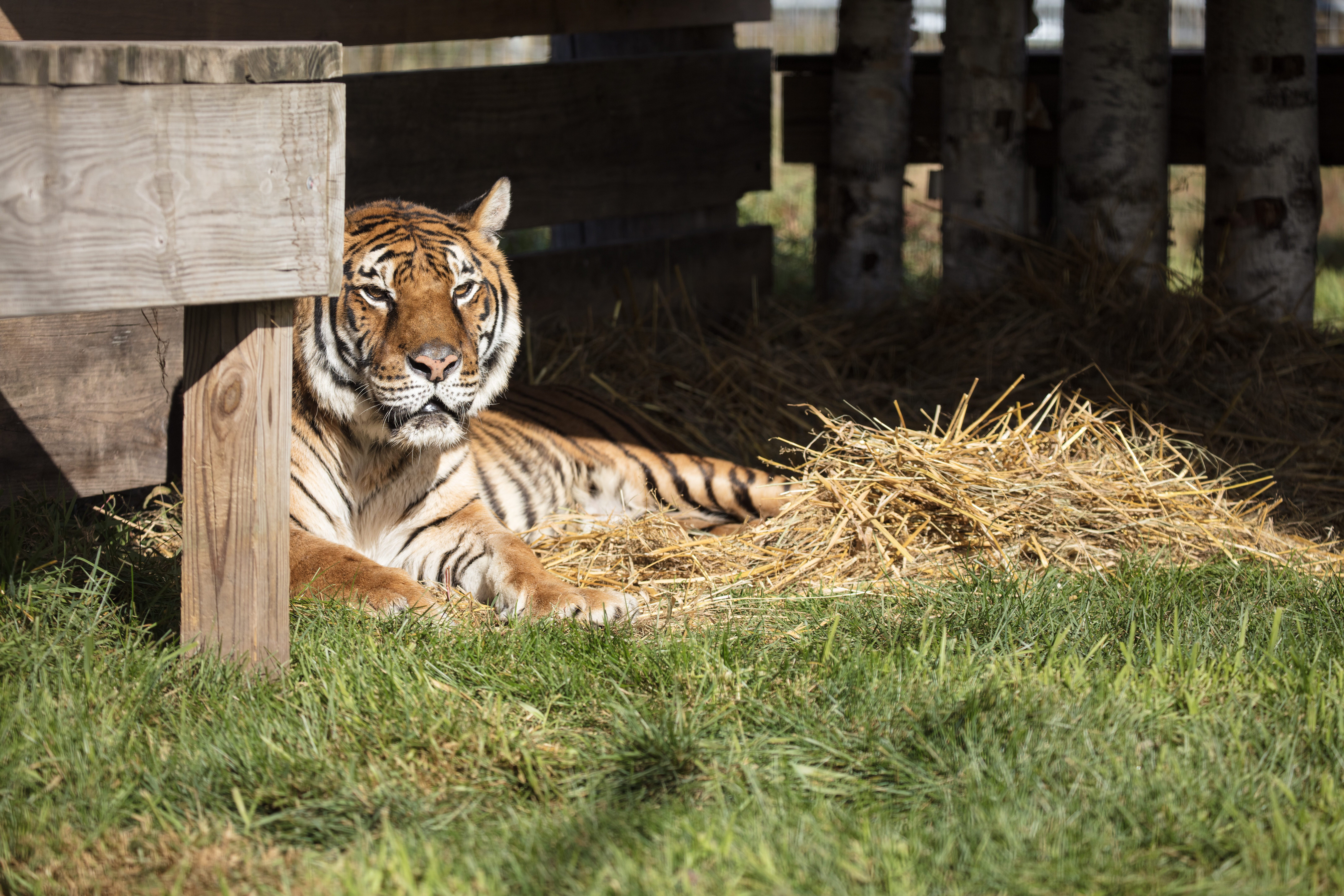 Lucy The Tiger
