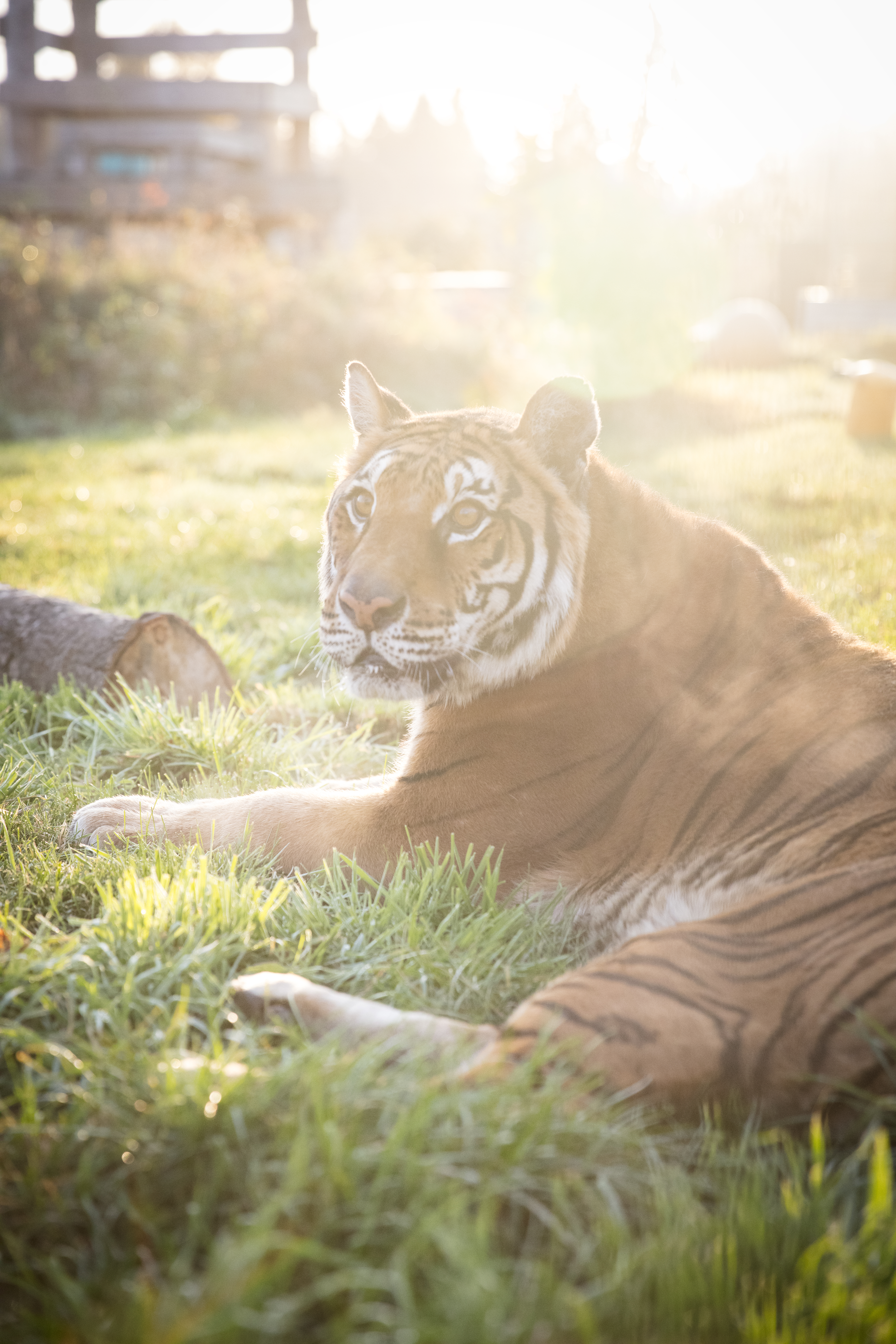 Lucy The Tiger