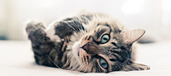 Pets fly safe with us