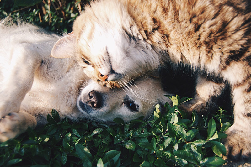 cargo ship travel with dogs