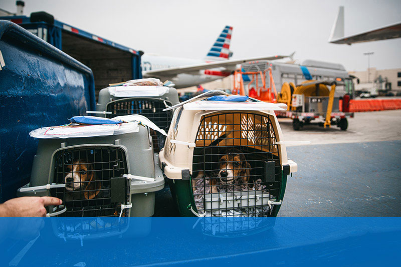 travel on cargo ship with dog