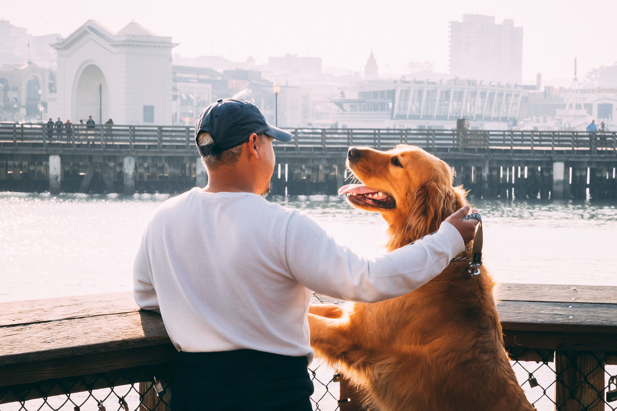 cargo ship travel with dogs